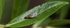 Tephritis vespertina