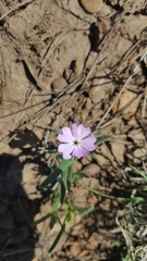 Phlox woodhousei