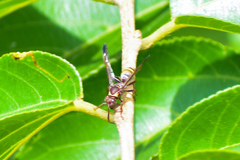 Polistes badius