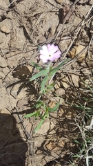 Phlox woodhousei