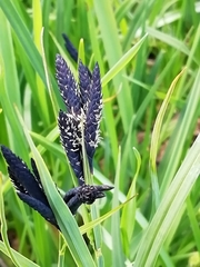 Carex atrata