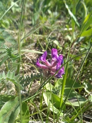 Oxytropis erecta