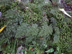 Hymenophyllum polyanthon