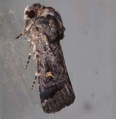 Proteuxoa microspila
