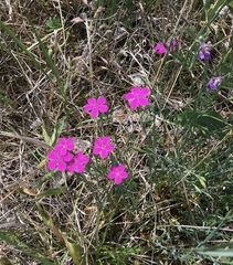 Dianthus deltoides deltoides