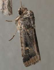 Proteuxoa microspila
