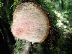 Trochodendron aralioides