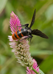 Colpacampsomeris indica
