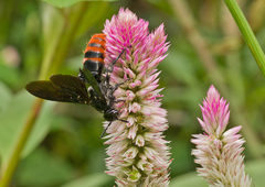 Colpacampsomeris indica