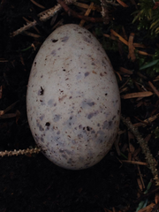 Synthliboramphus antiquus