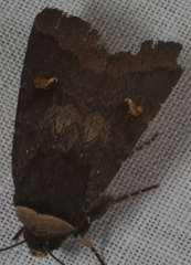 Proteuxoa cinereicollis