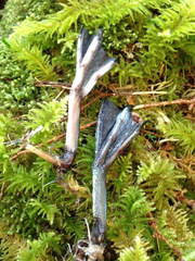 Synthliboramphus antiquus