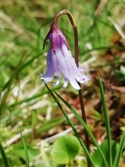 Soldanella pusilla