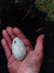 Synthliboramphus antiquus