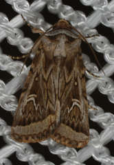 Proteuxoa angasi