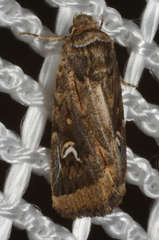 Proteuxoa angasi