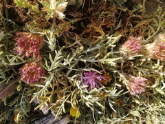 Jurinea humilis