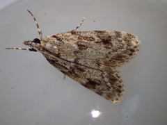 Scoparia basistrigalis