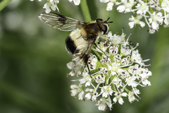 Leucozona lucorum