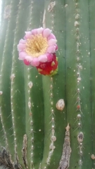 Cephalocereus polylophus