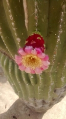 Cephalocereus polylophus
