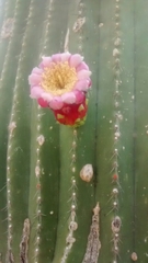 Cephalocereus polylophus