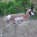 Mexican Pronghorn - Photo (c) radinis, some rights reserved (CC BY-NC), uploaded by radinis