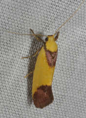 Crepidosceles timalphes