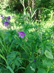 Geranium pratense