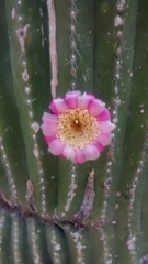 Cephalocereus polylophus