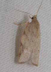 Euchaetis