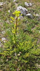 Ferulago galbanifera