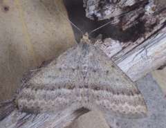 Scopula lydia