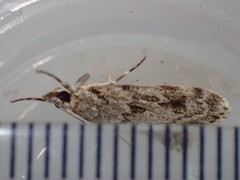 Scoparia basistrigalis