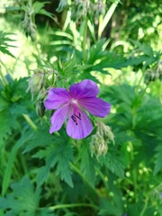 Geranium pratense