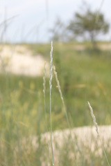 Thinopyrum intermedium intermedium