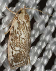 Euchaetis