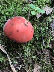 Russula silvicola