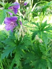 Geranium pratense