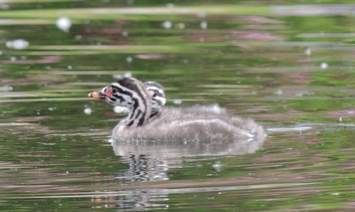 Red-necked Grebe