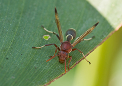 Polistes brunus