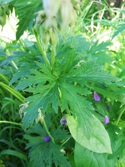Geranium pratense