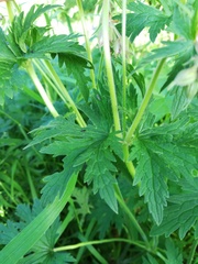 Geranium pratense