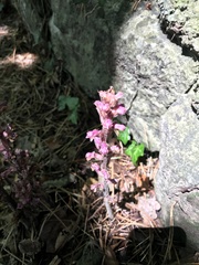 Orobanche minor