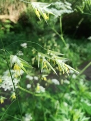 Bromus inermis