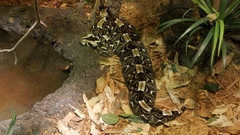 Bitis gabonica