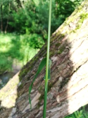 Bromus inermis