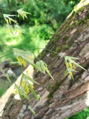 Bromus inermis