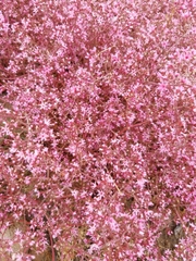 Chorizanthe fimbriata