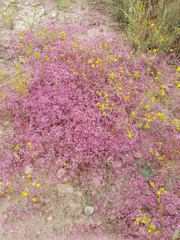 Chorizanthe fimbriata